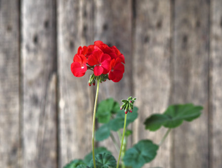 Red Terry geranium on a wooden rustic ancient background. Medicinal plant.
