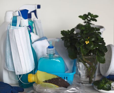 Self-isolation and quarantine for coronavirus. Stay at home, disinfect and plant home medicinal plants of Kalanchoe. Be closer to nature.の写真素材