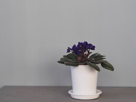 Botanical background with indoor plants. Blossoming violet blue violet with yellow heartlet on a gray background.の写真素材