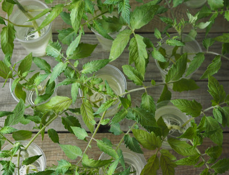 Agricultural background. We grow tomato seedlings at home.The sprouts have taken root in glasses of water and are ready for planting.の写真素材