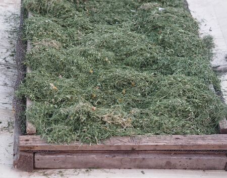Hay for domestic rabbits.The texture of hay.Mown lawn grass is dried on a metal mesh.の写真素材