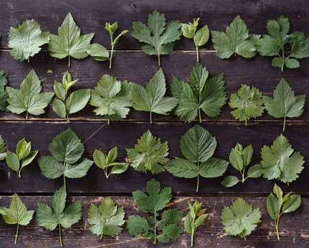 Fresh leaves of medicinal plants laid out on a dark wooden background. Spring herbal background.