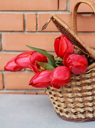 Floral spring background. Bouquet of tulips in a basket near a brick wallの写真素材