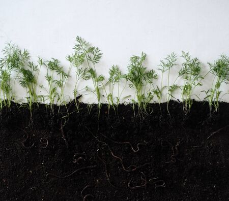 Botanical background.Concept of earthworm life in the soil,where they loosen the earth.Layout of dill seasoning plants with roots in the soil and earthworms.の写真素材