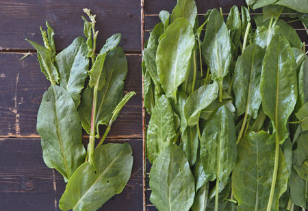 Natural sorrel herbs for cooking various healthy vegetarian dishes on a dark wooden table.