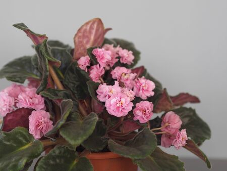 Flower background.Pink flowers of a home-grown violet in a pot on a gray background.の写真素材