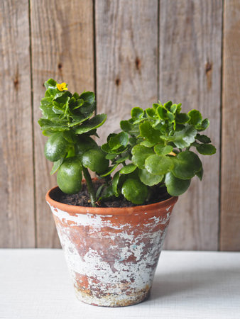 Botanical background with Kalanchoe plant. Home plant Kalanchoe with a yellow flower in an old clay...