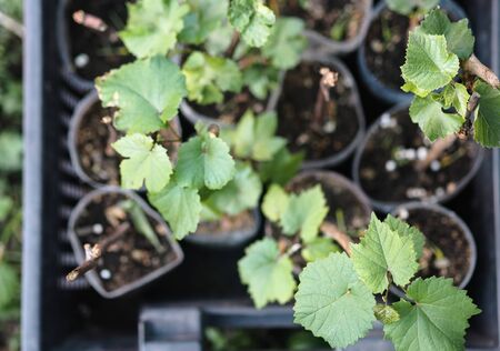 Gardening.Cuttings of grapes are prepared for planting in the spring.New green shoots are ready to be planted in the ground.の写真素材