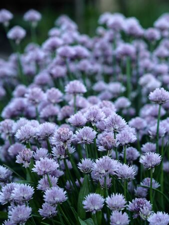Spring agricultural background.A bed with decorative flowering onions with purple flowers.Evening shooting.の写真素材