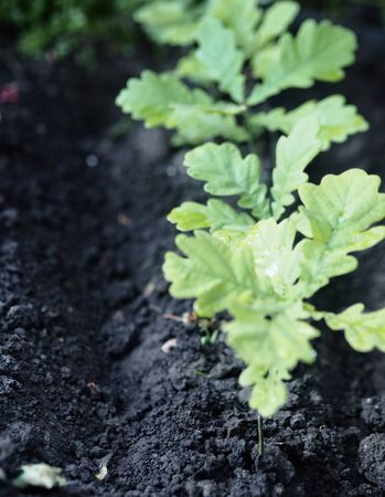 The background of the spring vegetation. New young oak trees, sprouting from the seeds of the acorn.の写真素材