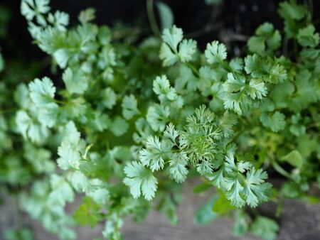 Agricultural industry. Young green coriander plants.Favorite greens.の写真素材