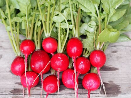 Spring first natural, freshly picked radish grown in the garden, on a wooden background. Agricultural vegetable vegetable background.の写真素材