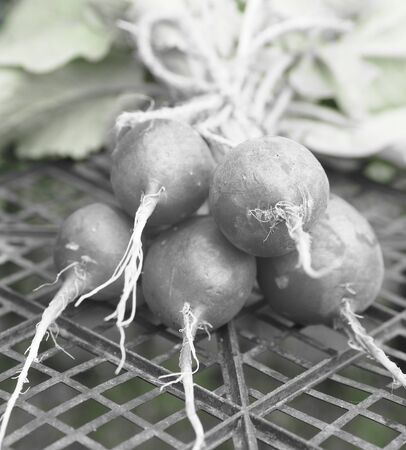 Art processing. Bunches of natural, freshly picked garden radish grown on the black grid of a plastic box used in the garden. Vegetable vegetable background.の写真素材