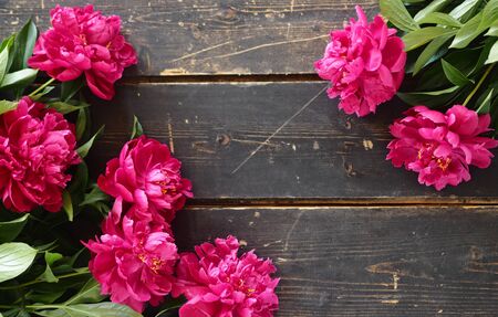 Colorful spring floral background. Burgundy peonies on a dark wooden background. Place for a congratulatory text.の写真素材