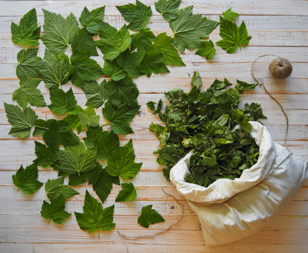 Top view. Save the summer. The season of collecting young leaves of black currant for drying and use...