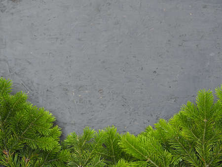 Place for text. Dark wooden background with green branches of a Christmas tree.の写真素材