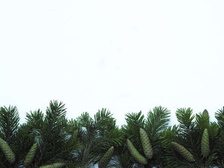 New Years greetings. Fir branches are laid out on a background with a place for text.の写真素材