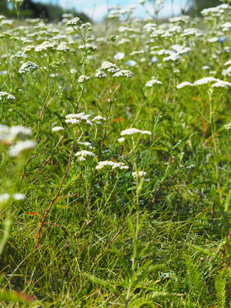 A field with yarrow, a medicinal plant with small white flowers. Natural medical pantry.の写真素材