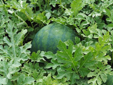 Agricultural background. Watermelon grows in a vegetable garden in a garden bed among green tops.の写真素材