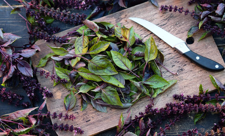The season for harvesting useful herbs for future use. On a kitchen board, chopped, prepared for...