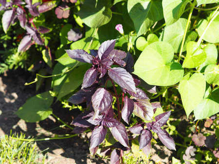 Accidentally grown basil plant in the vegetable garden from blown away seeds. Background with grass.