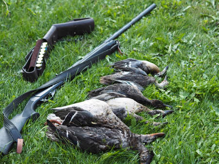 The opening of the bird hunting season.The first trophy of wild ducks after the hunt are laid out on the green grass with a gun and patronage.の写真素材