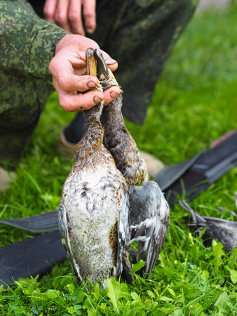 Bird hunting season. The first trophy of wild ducks after hunting on the green grass. The hunter's...