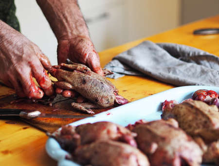The process of butchering killed wild ducks. The trophy carcasses butcher the hands of the hunter. The carcasses of the ducks now need to be washed.の写真素材
