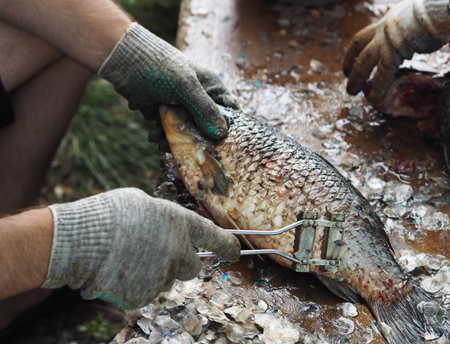 The process of cleaning fish from scales on the territory of a private house in the village.