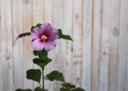 Flower background.Hibiscus flower on a white wooden background. Greeting card.の写真素材
