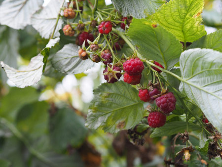 Branches of autumn raspberry berries with green and withered leaves. Season for picking...