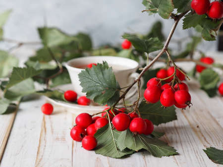 The hawthorn harvesting season for future use. Alternative medicine. Benefits of herbal tea with hawthorn. Cup of herbal tea on a white plate with berries.の写真素材