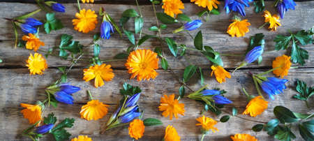 Vintage seasonal autumn background.Autumn yellow and blue flowers and leaves on a wooden background.の写真素材