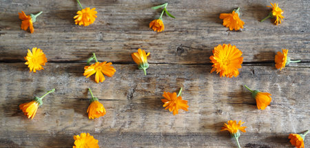 Floral seasonal autumn background. Autumn yellow flowers of medicinal calendula on a wooden backgroundの写真素材