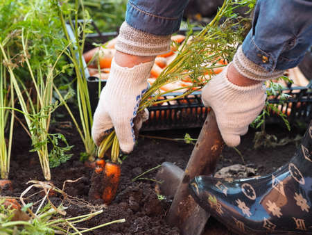 OLYMHarvesting season in autumn. Female hands dig carrots from the garden to store them for future use.の写真素材