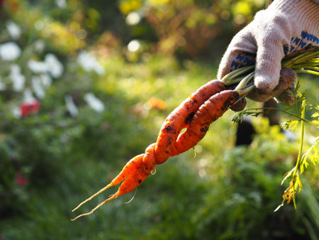 Harvesting season in autumn.Female hands holding two carrots intertwined in an interesting way....