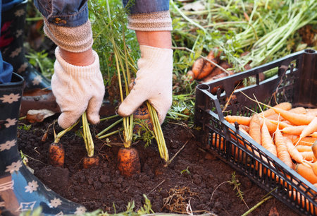 Autumn work in the garden. Female hands in the workers pulling carrots from the garden.