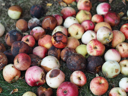Harvest apples that have not been processed into food production.