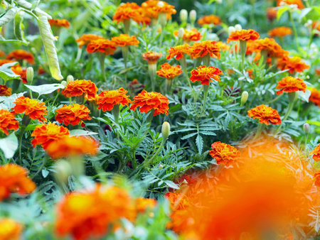 Floral background. Summer fragrant medicinal bright flowers of marigolds in the garden bed. The use of marigold flowers in folk medicine.の写真素材