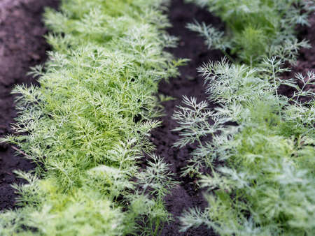 Fresh dill growing in the garden bed. An annual plant. Growing fresh herbs. Green plants in the garden, ecological farming for the production of healthy food conceptの写真素材