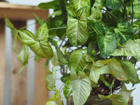 Liana Syngonium with the light side of the leaf grows in a flower pot.の写真素材