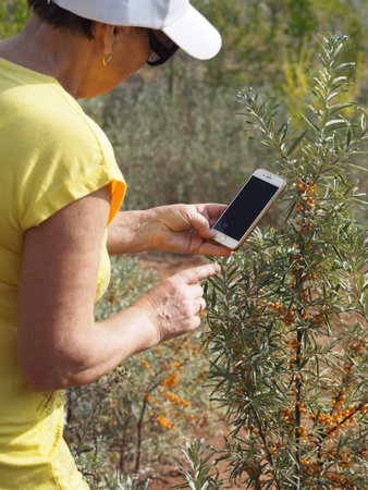 A woman collects sea buckthorn berries from a branch.