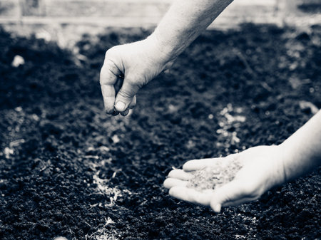 Art processing. Agricultural background. An elderly woman's hands are throwing dill seeds into the...