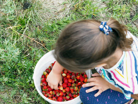The girl eats strawberries freshly picked from the garden garden.Natural fruits and berries.の写真素材