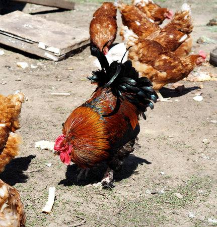 Village rooster among red laying hens.Calls the chickens to eatの写真素材
