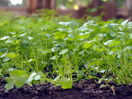 Autumn motives. A bed with young shoots of useful herbs, dill and cilantro, grown in a greenhouse....
