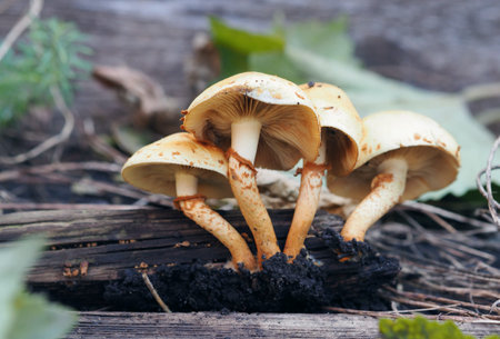 Autumn. A family of inedible mushrooms grown on old wood in damp weather.