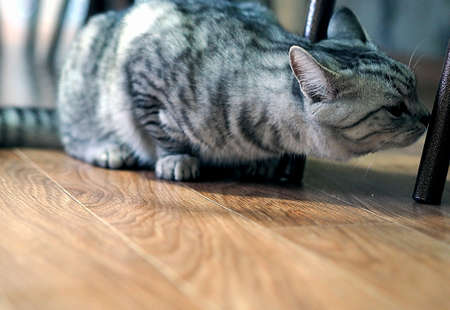 A beautiful domestic cat is resting in the room. Home favorite.の写真素材