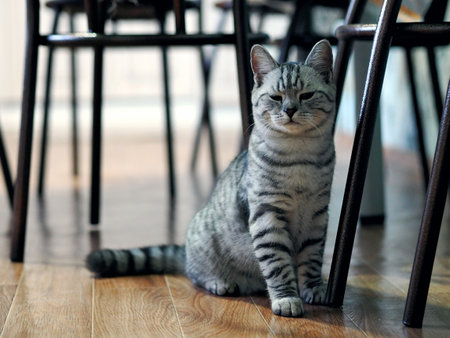 A beautiful domestic cat sits among the legs of the chairs on the floor and looks at the camera.の写真素材