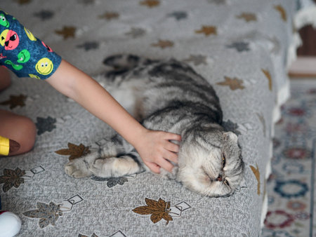 Affectionate Large domestic gray cat lies on the couch. The little girls hands are stroking his fur.の写真素材
